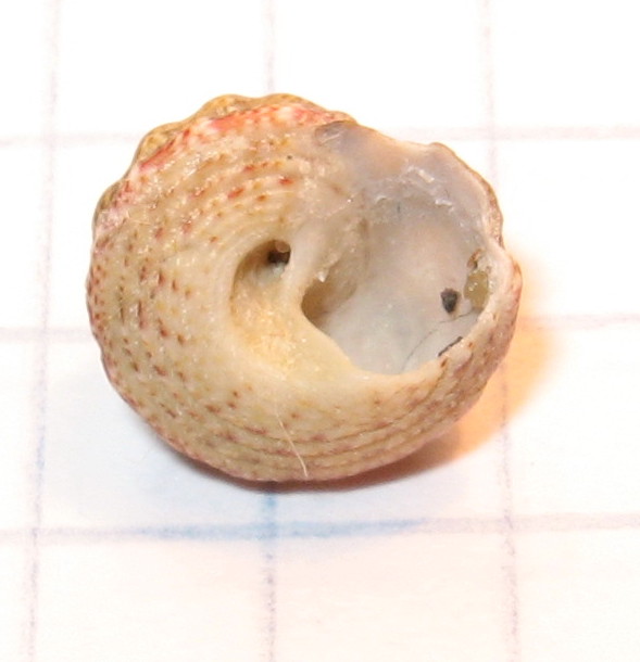 Gibbula fanulum